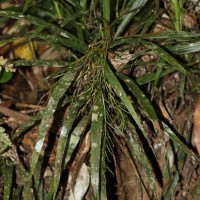 Apostasia wallichii R.Br.